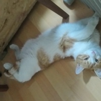 Sarman, Kedi  Anne'm fotoğrafı