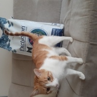 Sarman, Kedi  Anne'm fotoğrafı