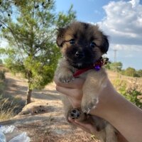 Pekingese, Köpek  Kuzco fotoğrafı