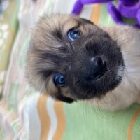 Pekingese, Köpek  Kuzco fotoğrafı