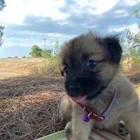 Pekingese, Köpek  Kuzco fotoğrafı