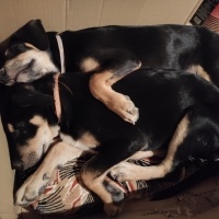 Alman Çoban Köpeği, Köpek  Ateş fotoğrafı