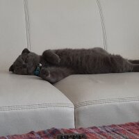 Scottish Fold, Kedi  Jr Leo fotoğrafı