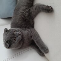 Scottish Fold, Kedi  Jr Leo fotoğrafı