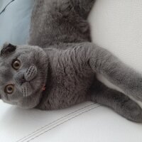 Scottish Fold, Kedi  Jr Leo fotoğrafı