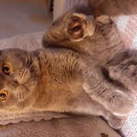 Scottish Fold, Kedi  Jr Leo fotoğrafı