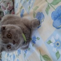 Scottish Fold, Kedi  YoYo (Melek oldu) fotoğrafı