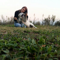 Golden Retriever, Köpek  Şanslı fotoğrafı