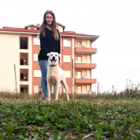 Golden Retriever, Köpek  Şanslı fotoğrafı