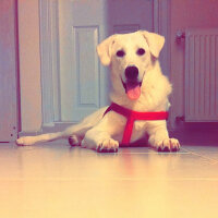 Golden Retriever, Köpek  Şanslı fotoğrafı