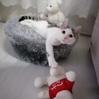 Tekir Kedi, Kedi  Boncuk fotoğrafı