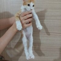 Sarman, Kedi  Mila fotoğrafı