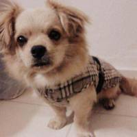 Tibetli Spaniel, Köpek  Achill fotoğrafı