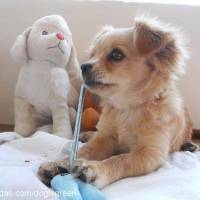 Tibetli Spaniel, Köpek  Achill fotoğrafı