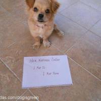 Tibetli Spaniel, Köpek  Achill fotoğrafı