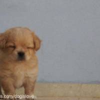 Tibetli Spaniel, Köpek  Achill fotoğrafı