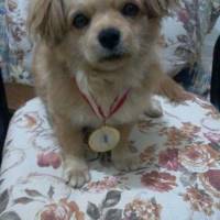 Tibetli Spaniel, Köpek  Achill fotoğrafı