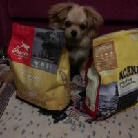 Tibetli Spaniel, Köpek  Achill fotoğrafı