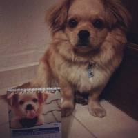 Tibetli Spaniel, Köpek  Achill fotoğrafı