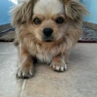 Tibetli Spaniel, Köpek  Achill fotoğrafı