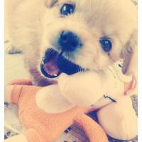 Tibetli Spaniel, Köpek  Achill fotoğrafı