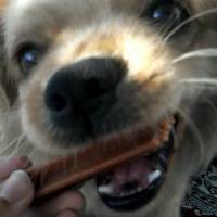 Tibetli Spaniel, Köpek  Achill fotoğrafı