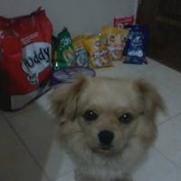 Tibetli Spaniel, Köpek  Achill fotoğrafı