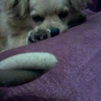 Tibetli Spaniel, Köpek  Achill fotoğrafı