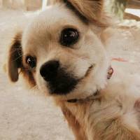 Tibetli Spaniel, Köpek  Achill fotoğrafı