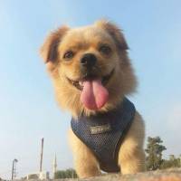 Tibetli Spaniel, Köpek  Achill fotoğrafı