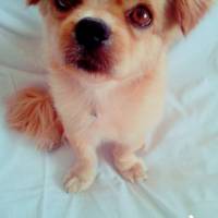 Tibetli Spaniel, Köpek  Achill fotoğrafı