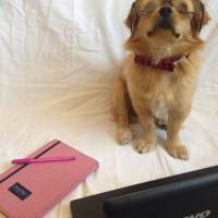 Tibetli Spaniel, Köpek  Achill fotoğrafı