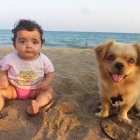 Tibetli Spaniel, Köpek  Achill fotoğrafı