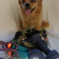 Tibetli Spaniel, Köpek  Achill fotoğrafı