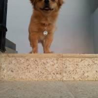 Tibetli Spaniel, Köpek  Achill fotoğrafı