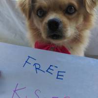 Tibetli Spaniel, Köpek  Achill fotoğrafı