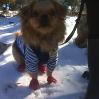 Tibetli Spaniel, Köpek  Achill fotoğrafı