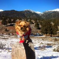 Tibetli Spaniel, Köpek  Achill fotoğrafı