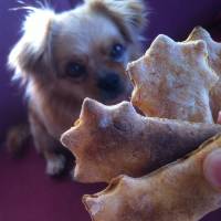 Tibetli Spaniel, Köpek  Achill fotoğrafı