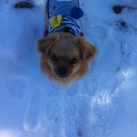 Tibetli Spaniel, Köpek  Achill fotoğrafı