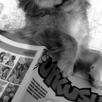 Tibetli Spaniel, Köpek  Achill fotoğrafı