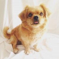 Tibetli Spaniel, Köpek  Achill fotoğrafı