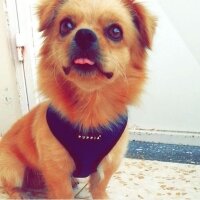 Tibetli Spaniel, Köpek  Achill fotoğrafı