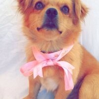 Tibetli Spaniel, Köpek  Achill fotoğrafı