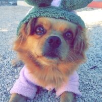 Tibetli Spaniel, Köpek  Achill fotoğrafı