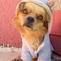 Tibetli Spaniel, Köpek  Achill fotoğrafı