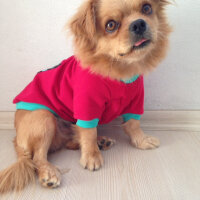 Tibetli Spaniel, Köpek  Achill fotoğrafı