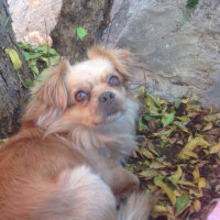 Tibetli Spaniel, Köpek  Achill fotoğrafı