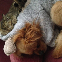 Tibetli Spaniel, Köpek  Achill fotoğrafı