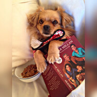 Tibetli Spaniel, Köpek  Achill fotoğrafı